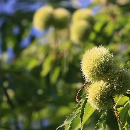 Kultur Weingut Kaestenburg Landsted