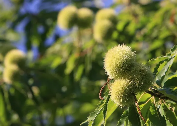 Kultur Weingut Kaestenburg منزل ريفي